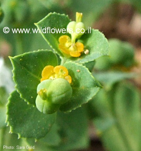 Euphorbia arguta